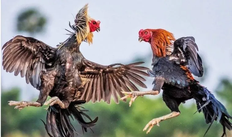 Cách Kiếm Tiền Từ Đá Gà G88 Mà Ít Người Biết 1 Trải nghiệm cá cược đá gà hấp dẫn tại nhà cái G88